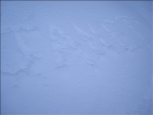 Breck2008 108.jpg